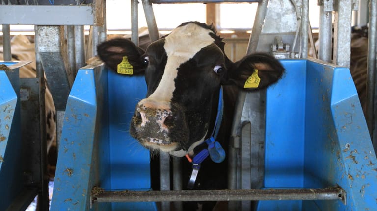 Die massenhafte Schlachtung von Nutztieren könnte durch die Produktion künstlichen Fleisches ein Ende haben.