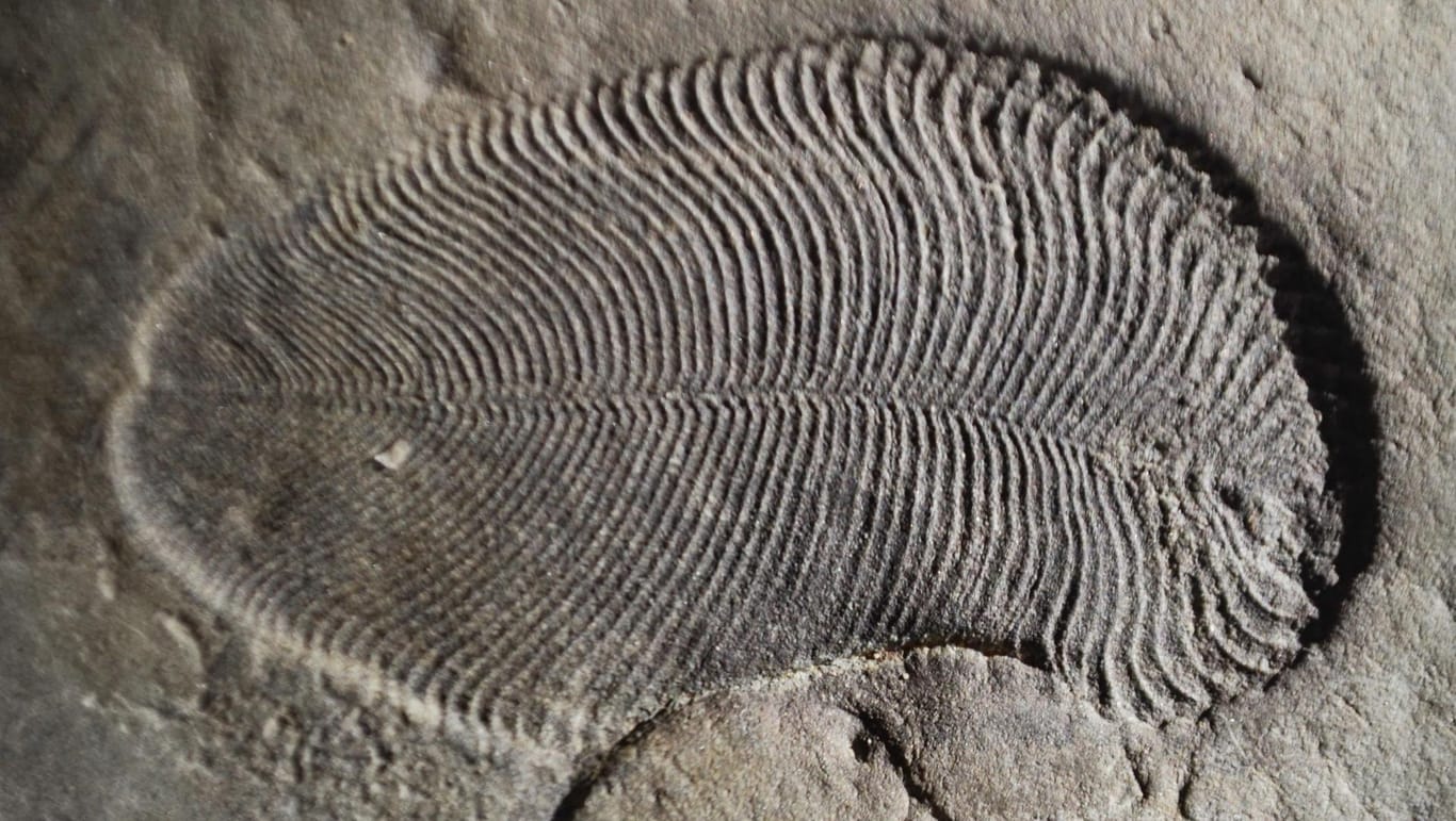 Ein in Russland gefundenes Fossil von Dickinsonia: Dickinsonia gehört zu den ältesten bekannten Tieren.