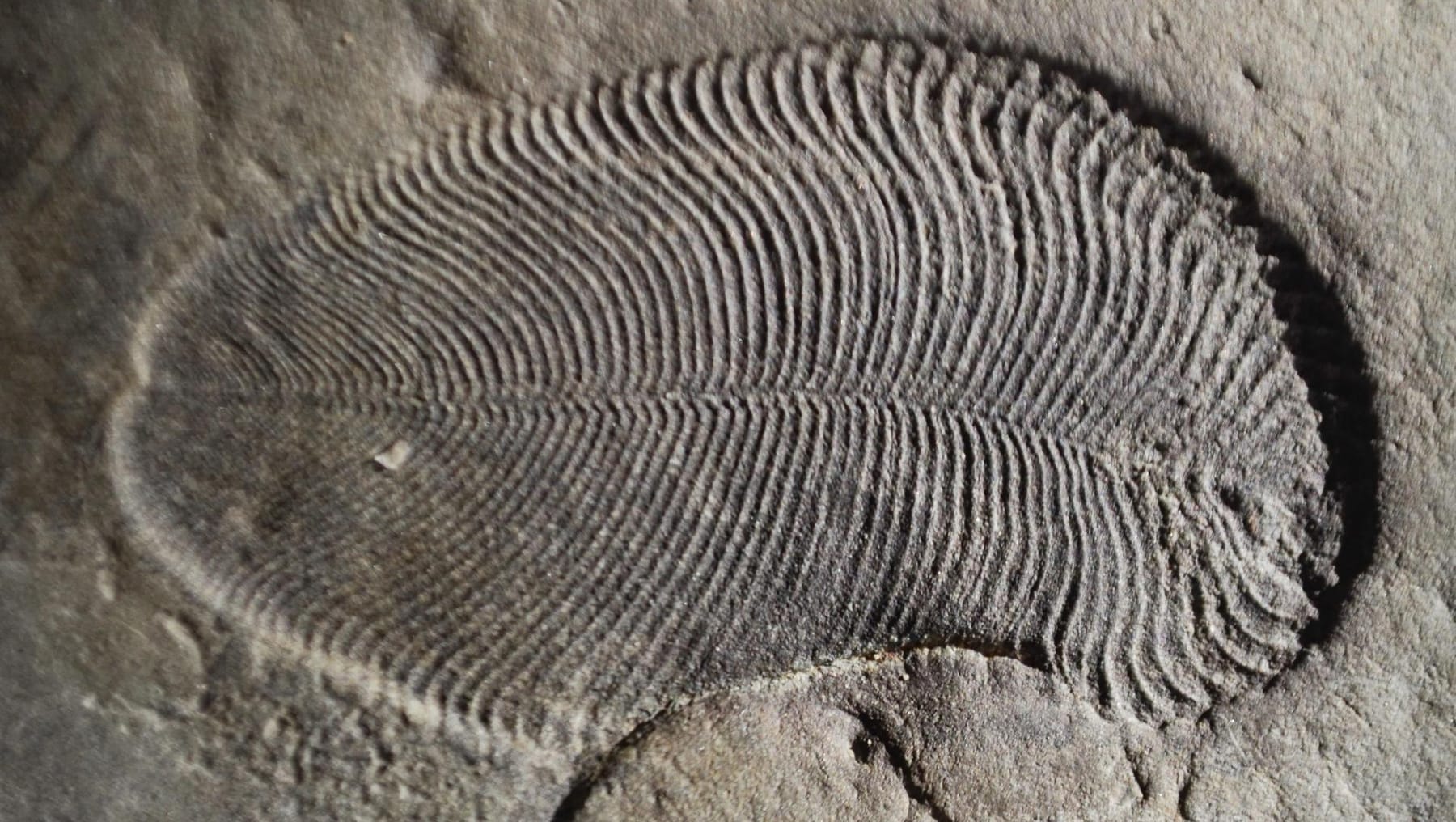 Fossilien Eines der ältesten Tiere überhaupt identifiziert