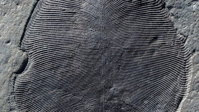 Ein in Russland gefundenes Fossil von Dickinsonia.