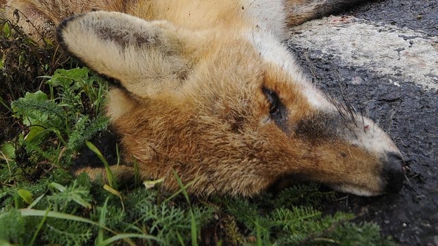 Ein nach einem Wildunfall verendeter Fuchs liegt am Rand einer Bundesstraße. Ein nach einem Wildunfall verendeter Fuchs liegt am Rand einer Bundesstraße.