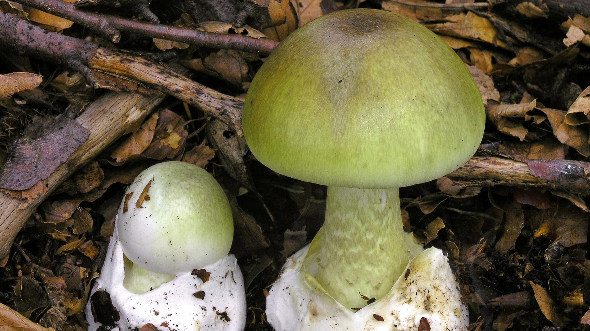 Pilz des Jahres 2019: Er wird von manchen Pilzsammlern mit essbaren Täublingen oder Champignons verwechselt.