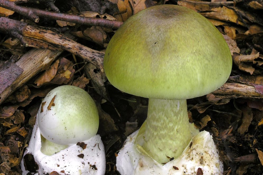 Pilz des Jahres 2019: Er wird von manchen Pilzsammlern mit essbaren Täublingen oder Champignons verwechselt.