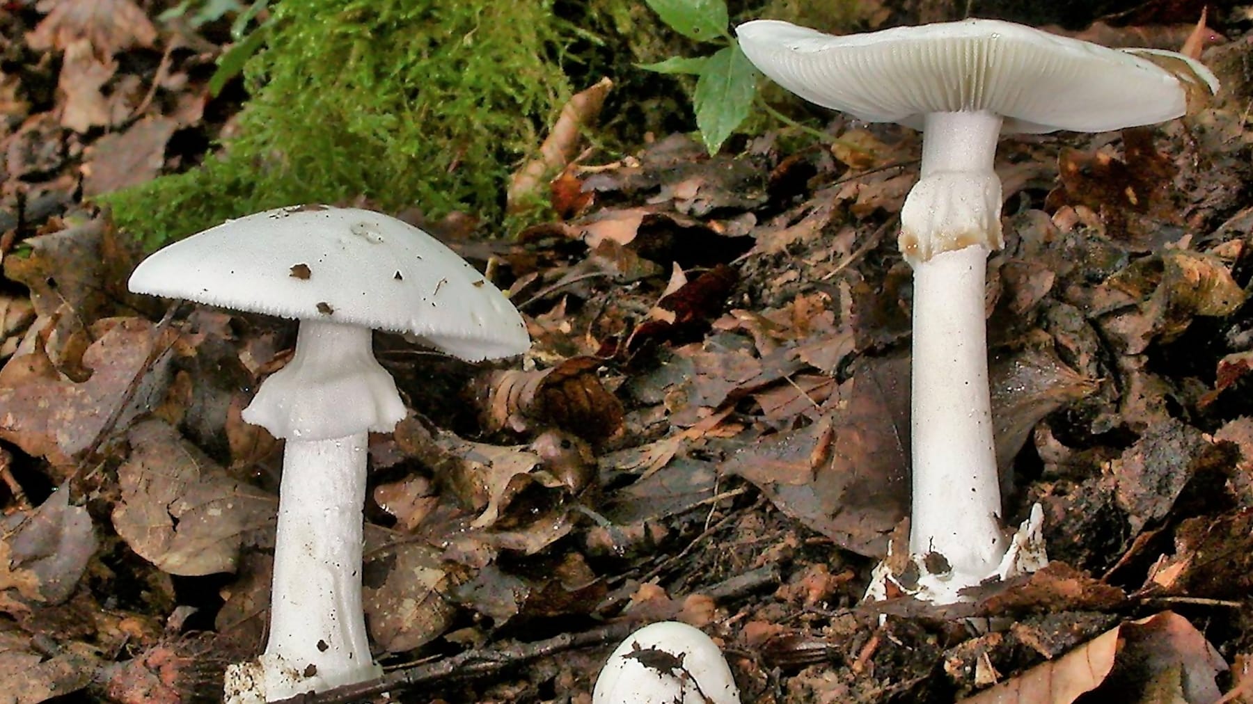 Grüne Knollenblätterpilze (Amanita phalloides) stehen auf Waldboden: Die pigmentlose Varietät des Giftpilzes sieht essbaren weißen Champignons besonders ähnlich.