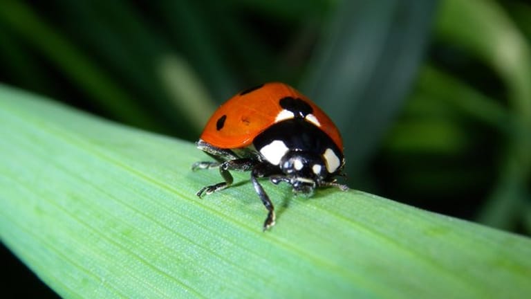 Marienkäfer: Die Insekten können auf der Suche nach Überwinterungsstellen manchmal zu Tausenden in die Wohnung ziehen.