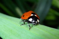 Insekten im Haushalt: Warum Sie..