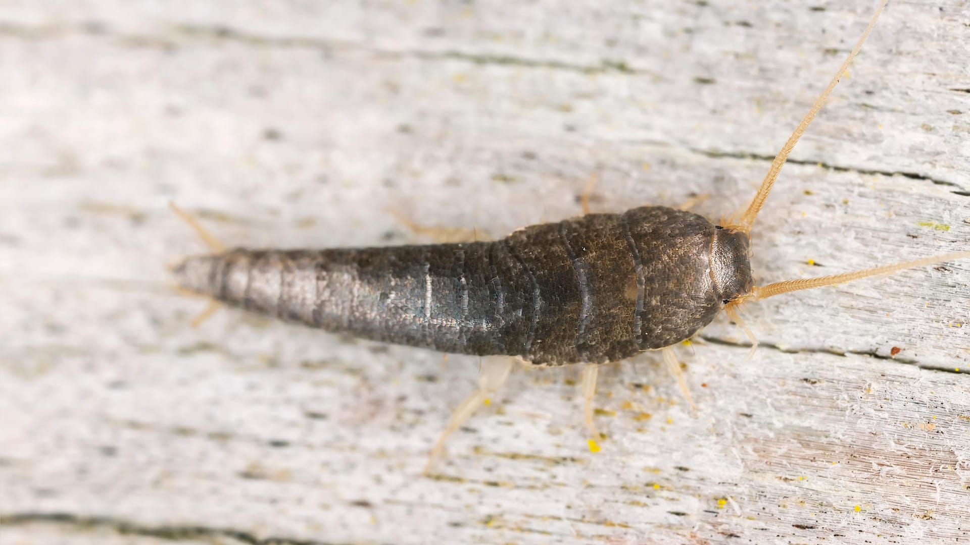 Silberfischchen: Die Tiere fressen Schimmel und Milben. Ein starkes Auftreten ist ein Hinweis auf ein Feuchtigkeitsproblem im Haus.