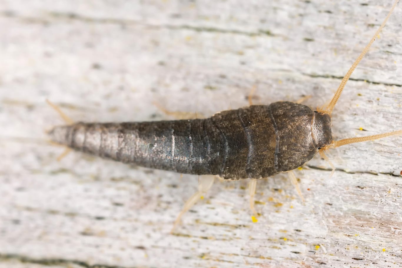 Silberfischchen: Die Tiere fressen Schimmel und Milben. Ein starkes Auftreten ist ein Hinweis auf ein Feuchtigkeitsproblem im Haus.