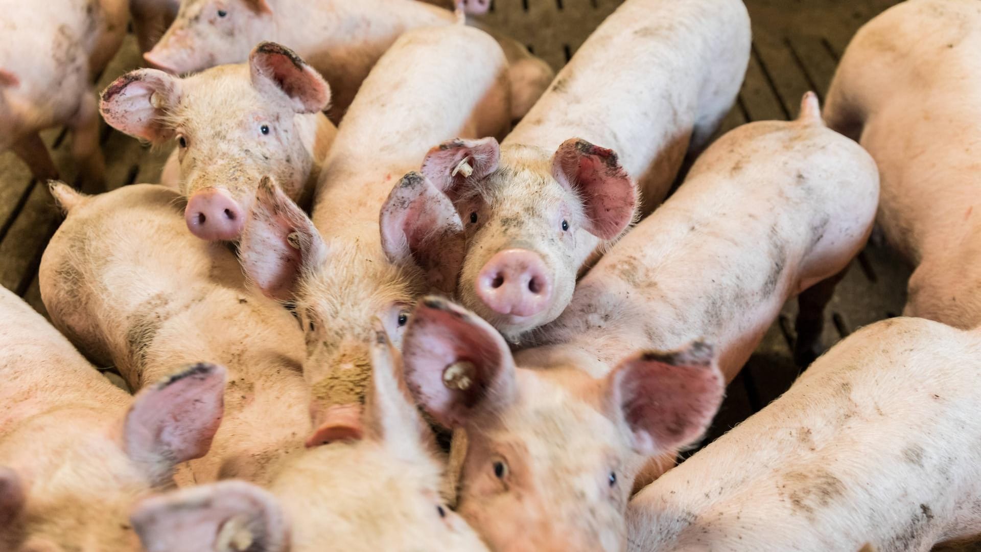 Nahaufnahme von Schweinen in einem Mastbetrieb: Rund 4000 Tiere sollen vorsorglich getötet werden. Nahaufnahme von Schweinen in einem Mastbetrieb: Rund 4000 Tiere sollen vorsorglich getötet werden.