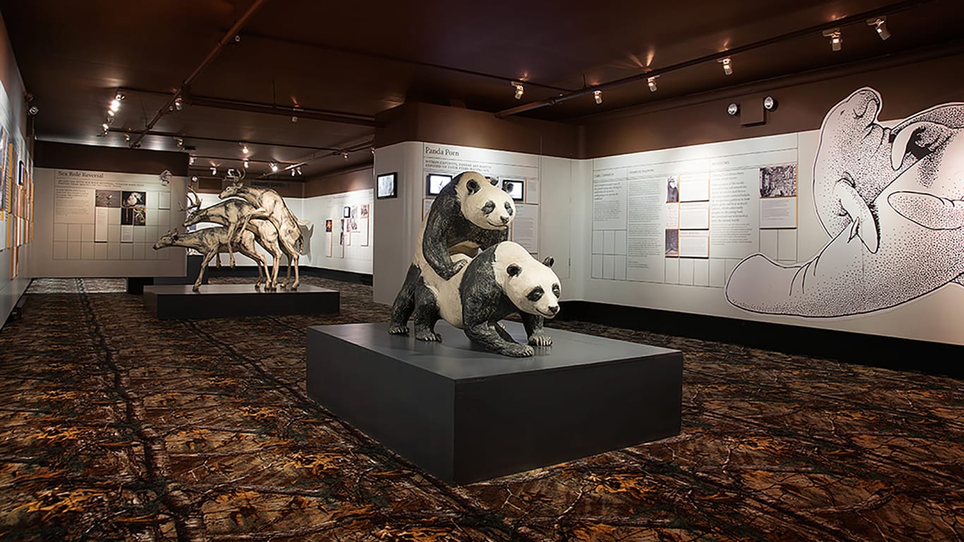 Museum of Sex in New York: Hier bekommen Besucher auch kopulierende Tiere – zum Beispiel Pandabären – zu sehen.