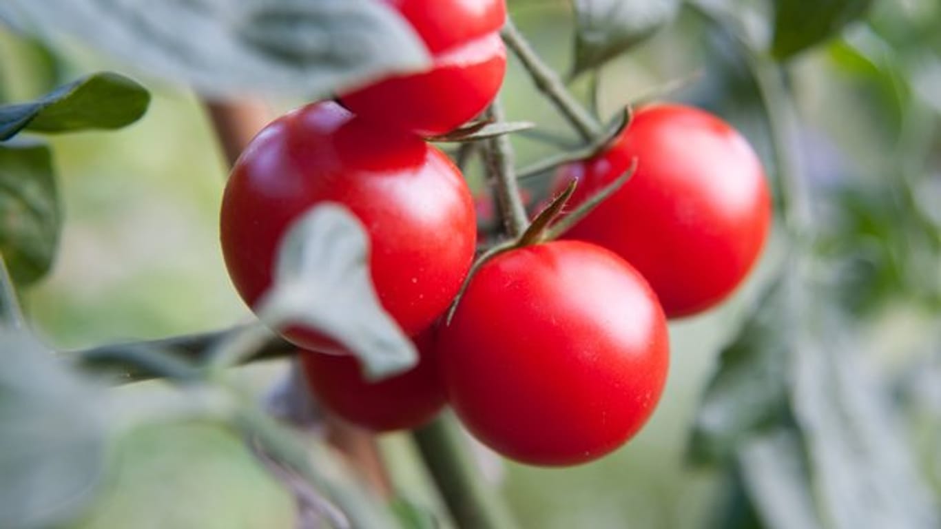 Werden Blattstiel und Stängel der Tomatenpflanze braun und die Blätter trocken sowie bronze- bis rotfarben, dann ist das ein Hinweis auf einen Rostmilben-Befall.