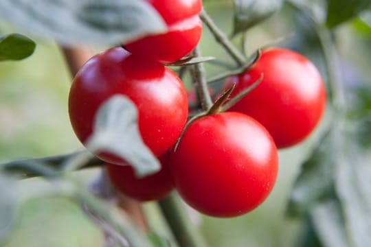 Werden Blattstiel und Stängel der Tomatenpflanze braun und die Blätter trocken sowie bronze- bis rotfarben, dann ist das ein Hinweis auf einen Rostmilben-Befall.