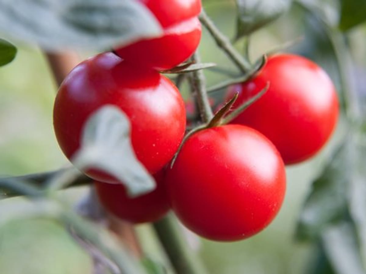 Schädling: Rostmilben an Tomaten können im Gewächshaus überwintern