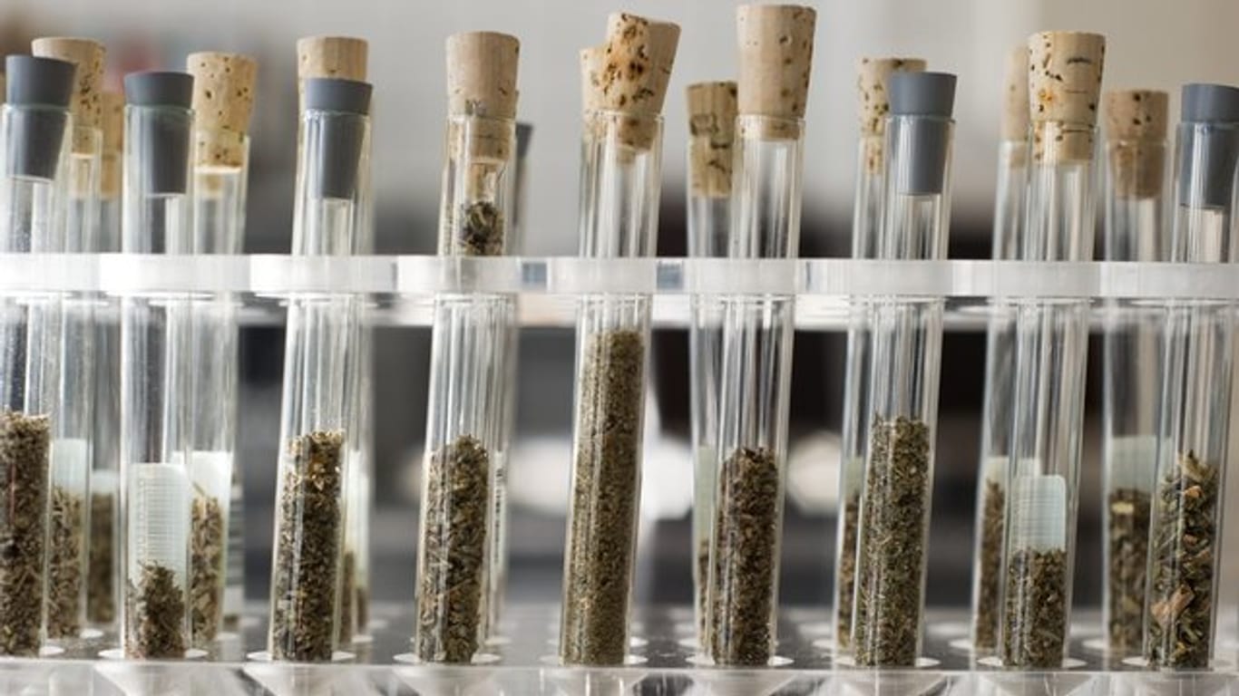 "Die Substanzen wirken oft sehr viel stärker als etwa Cannabis oder andere herkömmliche Drogen und werden oft überdosiert", erläutert Toxikologin Nadine Schäfer vom Institut für Rechtsmedizin der Universität des Saarlandes in Homburg.