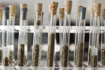 "Die Substanzen wirken oft sehr viel stärker als etwa Cannabis oder andere herkömmliche Drogen und werden oft überdosiert", erläutert Toxikologin Nadine Schäfer vom Institut für Rechtsmedizin der Universität des Saarlandes in Homburg.