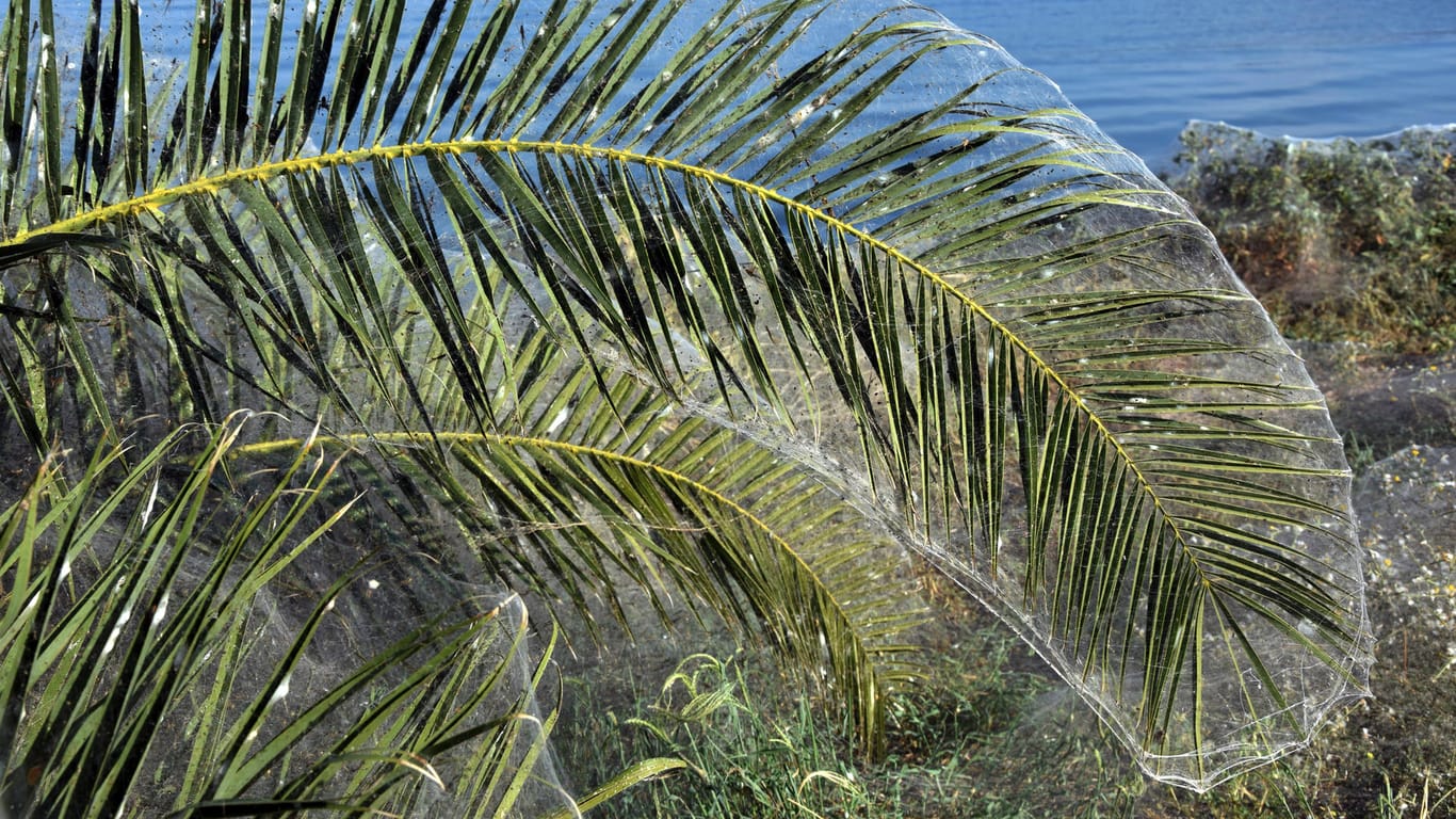 Palmwedel am Strand: Dichte Spinnweben bedecken die Pflanzen am griechischen Strand von Aitoliko.
