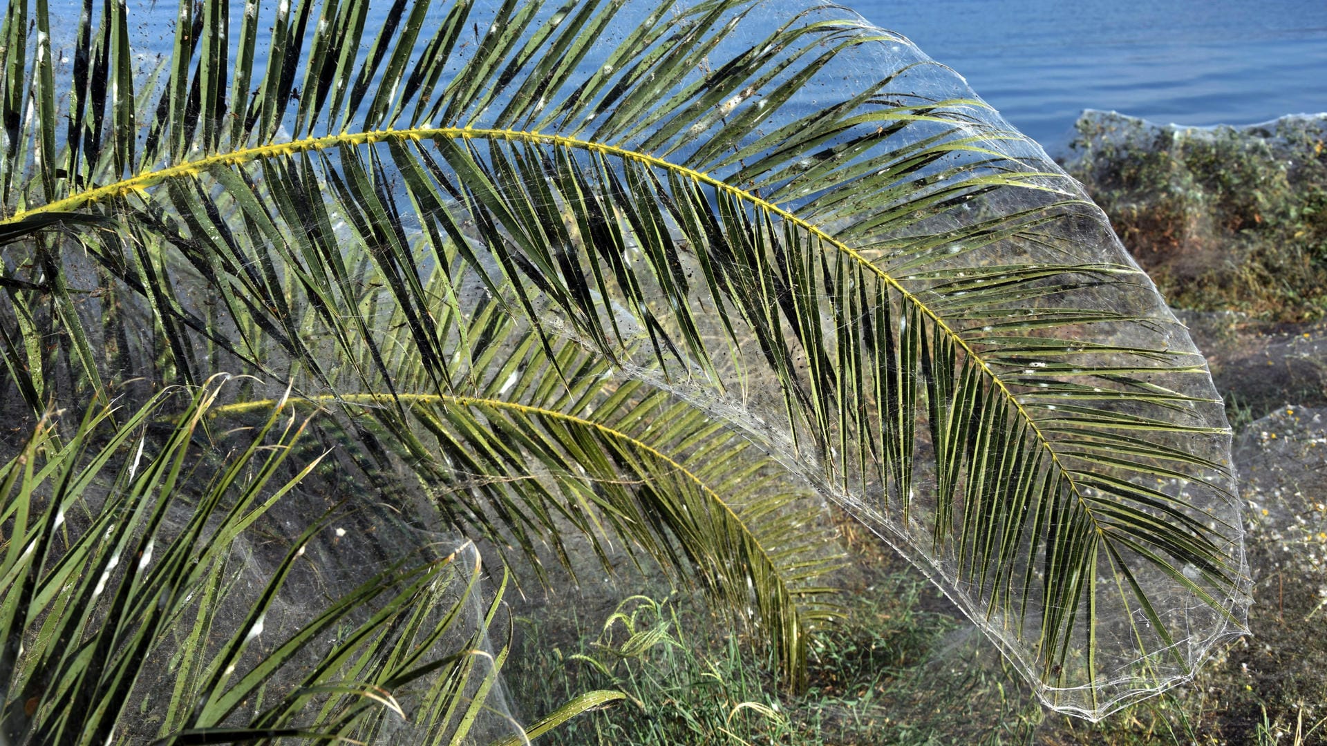 Palmwedel am Strand: Dichte Spinnweben bedecken die Pflanzen am griechischen Strand von Aitoliko.