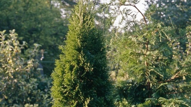 Ist ein Thuja-Baum von Blattläusen befallen, färben sich im Inneren der Pflanze die Nadeln und Triebe gelb- bis rötlich-braun.