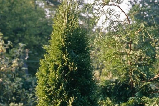 Ist ein Thuja-Baum von Blattläusen befallen, färben sich im Inneren der Pflanze die Nadeln und Triebe gelb- bis rötlich-braun.