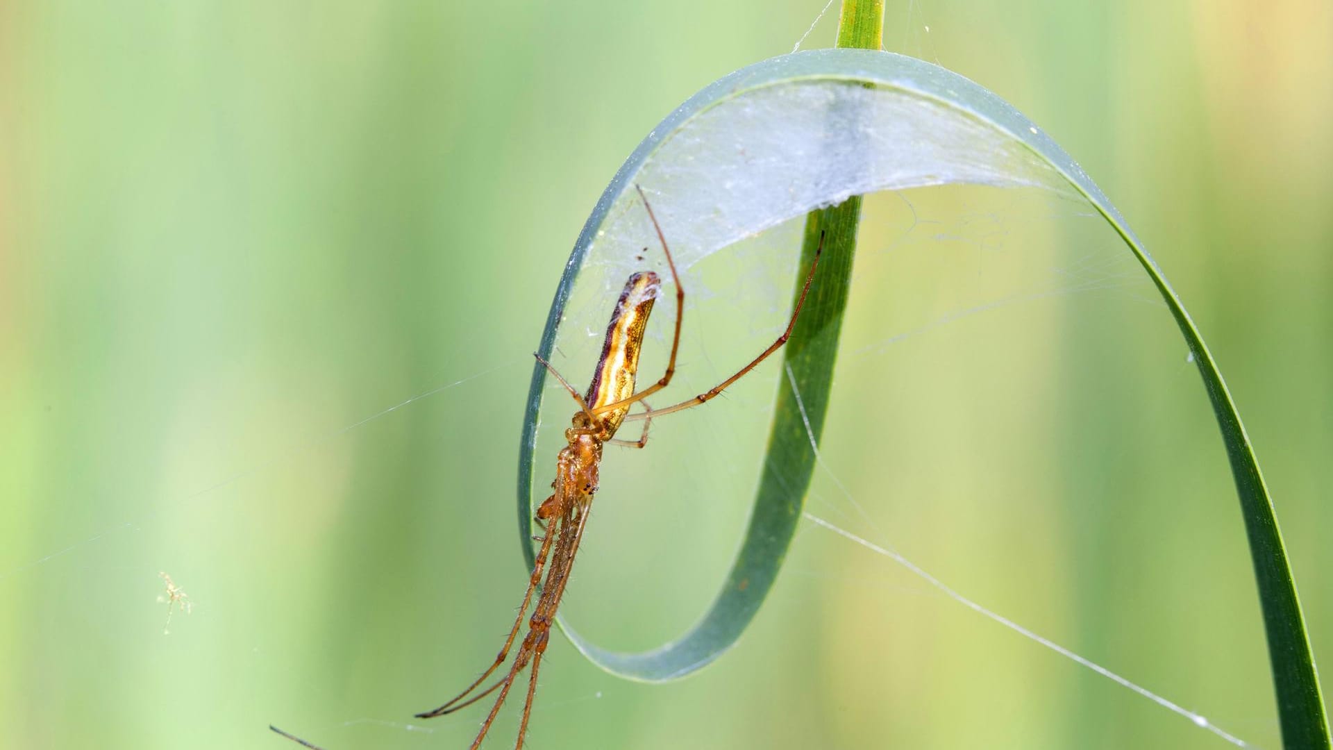 Streckerspinne in Deutschland: Gefährlich sind die kleinen Tiere nicht.