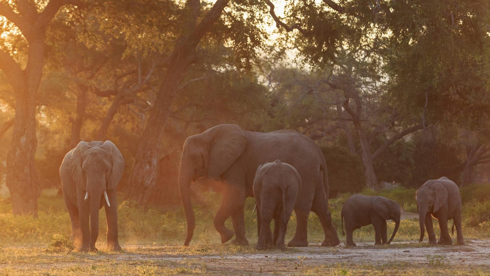 Eine Elefantenherde im Mana-Pools-Nationalpark: Eine deutsche Touristin ist tödlich verunglückt, als sie aus ihrem Auto ausstieg um Fotos von den großen Tieren zu machen. Eine Elefantenherde im Mana-Pools-Nationalpark: Eine deutsche Touristin ist tödlich verunglückt, als sie aus ihrem Auto ausstieg um Fotos von den großen Tieren zu machen.