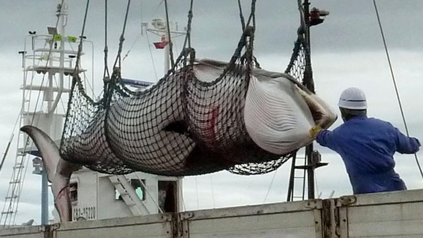 Ein Zwergwal wird von einem japanischen Walfangschiff im Hafen abgeladen.