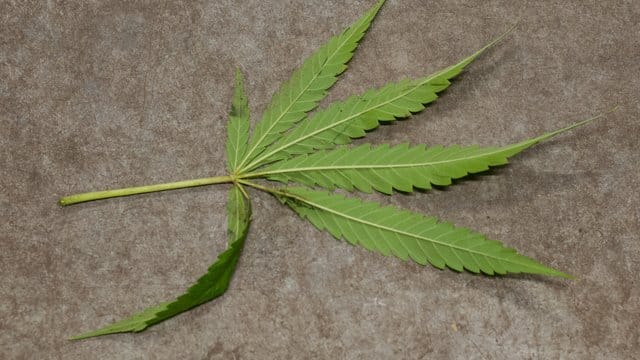 Ein Blatt einer Cannabis-Pflanze liegt auf dem Fussboden: Die Eltern eines Jungen aus Unterfranken hatten eine ganze Marihuana-Plantage auf ihrem Grundstück. Ein Blatt einer Cannabis-Pflanze liegt auf dem Fussboden: Die Eltern eines Jungen aus Unterfranken hatten eine ganze Marihuana-Plantage auf ihrem Grundstück.