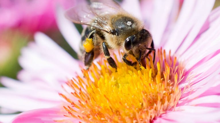Biene sammelt Nektar: Insektizide können Bienen schon in geringer Konzentration töten. (Symbolfoto)