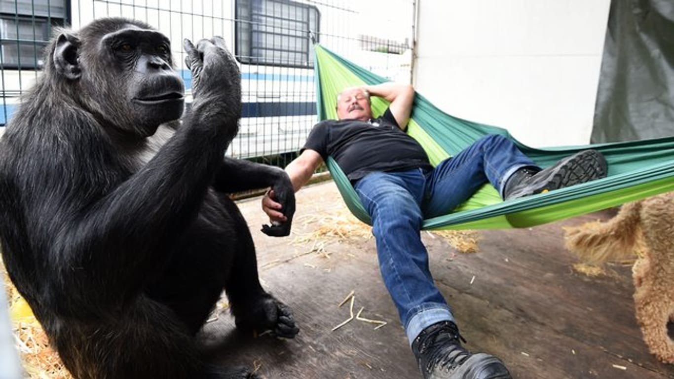 Klaus Köhler, Direktor des Zirkus "Belly", liegt in einer Hängematte während Schimpanse "Robby" ihn schaukelt.