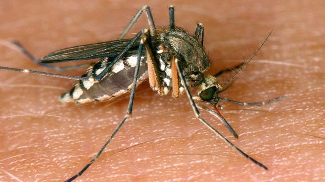 Eine Mücke saugt Blut aus der Haut.
