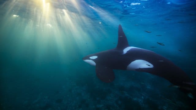 Ein Orca schwimmt die Küste Nordnorwegens entlang.