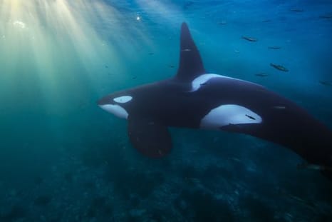 Ein Orca schwimmt die Küste Nordnorwegens entlang.