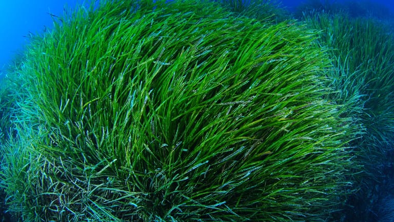 Neptungras (Posidonia oceanica): Die Meerespflanze wächst nur im Mittelmeer.