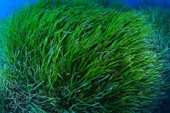 Posedonia: Die Meerespflanze wächst nur im Mittelmeer und wird auch Neptungras genannt.