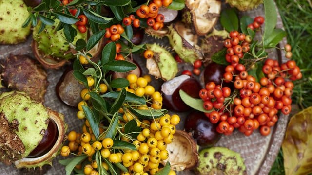 Die bunten Früchte des Feuerdorns lassen sich ernten und in der Küche verarbeiten.