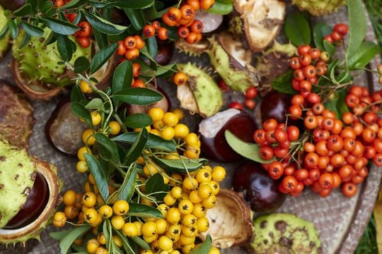 Die bunten Früchte des Feuerdorns lassen sich ernten und in der Küche verarbeiten.