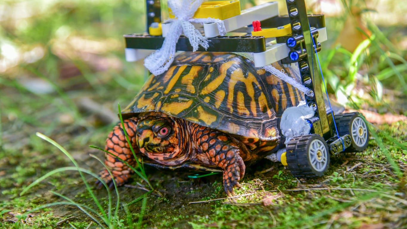 Mit dem Lego-Rollstuhl durch den Maryland-Zoo in Baltimore: Diese Schildkröte hatte eine schwere Verletzung am Bauchpanzer.
