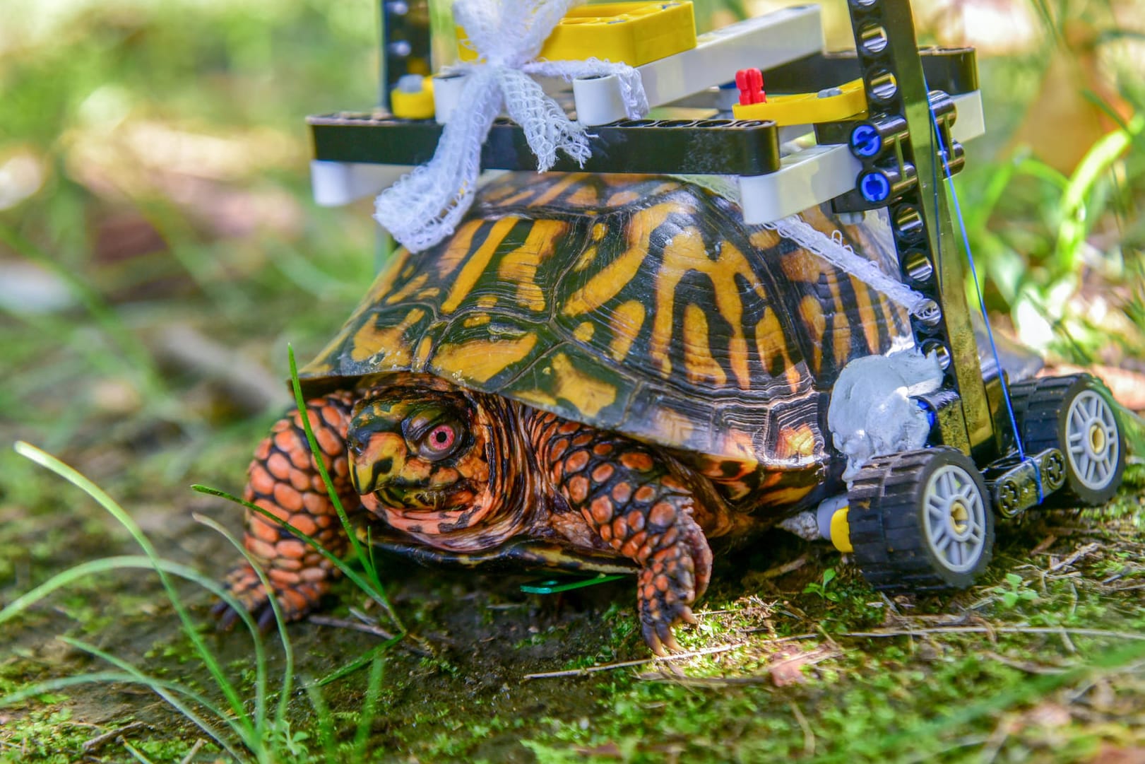 Mit dem Lego-Rollstuhl durch den Maryland-Zoo in Baltimore: Diese Schildkröte hatte eine schwere Verletzung am Bauchpanzer.
