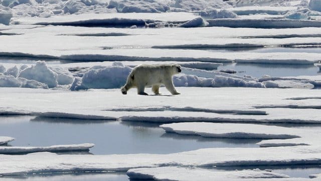 Wie lange hält das Eis noch? Ein Eisbär in der Meerenge Victoria Strait im nördlichen Kanada. Wie lange hält das Eis noch? Ein Eisbär in der Meerenge Victoria Strait im nördlichen Kanada.