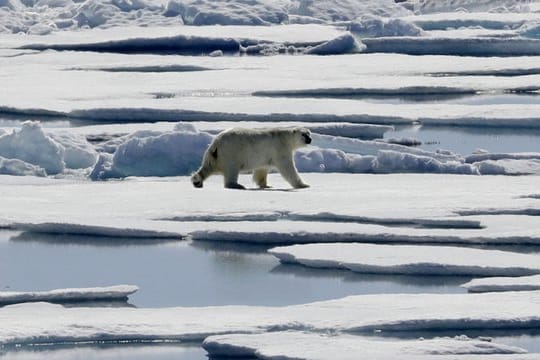 Wie lange hält das Eis noch? Ein Eisbär in der Meerenge Victoria Strait im nördlichen Kanada.