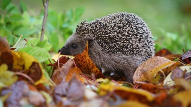 Igel ziehen sich im Winter gern in einen Unterschlupf aus Laub und Ästen zurück.