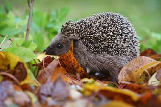 Igel ziehen sich im Winter gern in einen Unterschlupf aus Laub und Ästen zurück.