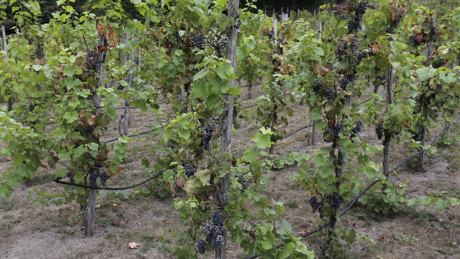 Ein Weinberg in Deutschland (Symbolfoto): Diebe haben in Rheinland-Pfalz 1,6 Tonnen Trauben geklaut. Ein Weinberg in Deutschland (Symbolfoto): Diebe haben in Rheinland-Pfalz 1,6 Tonnen Trauben geklaut.