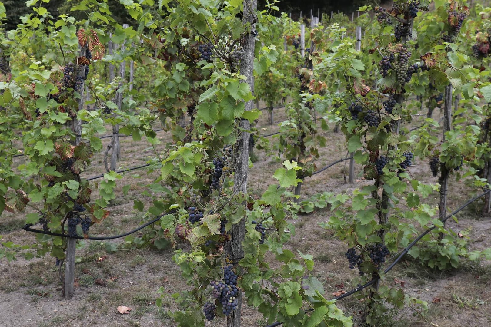 Ein Weinberg in Deutschland (Symbolfoto): Diebe haben in Rheinland-Pfalz 1,6 Tonnen Trauben geklaut.