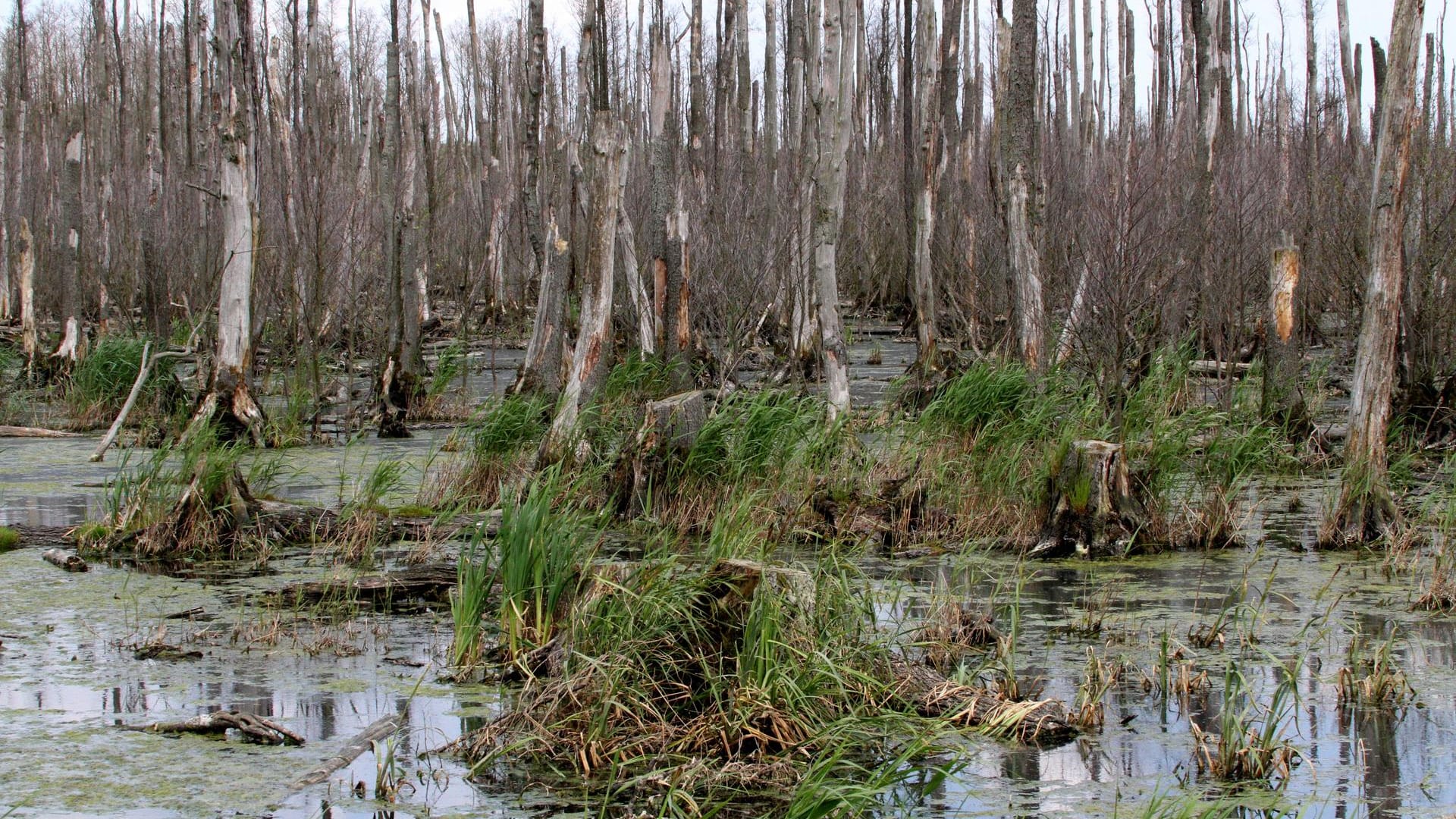 Abgestorbene Bäume, Moor und Sumpfgebiet in der Nähe von Bugewitz in Mecklenburg-Vorpommern: Nach diesem Sommer war es so ausgetrocknet, dass es seit zehn Jahren erstmals wieder begehbar war. Abgestorbene Bäume, Moor und Sumpfgebiet in der Nähe von Bugewitz in Mecklenburg-Vorpommern: Nach diesem Sommer war es so ausgetrocknet, dass es seit zehn Jahren erstmals wieder begehbar war.