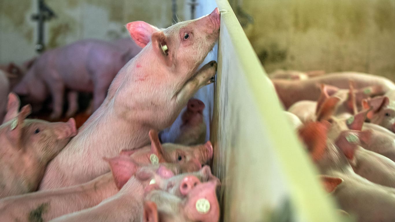 Jungeber im Aufzuchtstall eines Schweinezuchtbetriebs: Das Verbot der Ferkelkastration ohne Betäubung soll später in Kraft treten als bisher geplant.