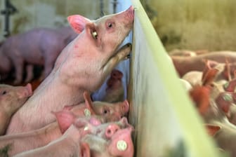 Jungeber im Aufzuchtstall eines Schweinezuchtbetriebs: Das Verbot der Ferkelkastration ohne Betäubung soll später in Kraft treten als bisher geplant.