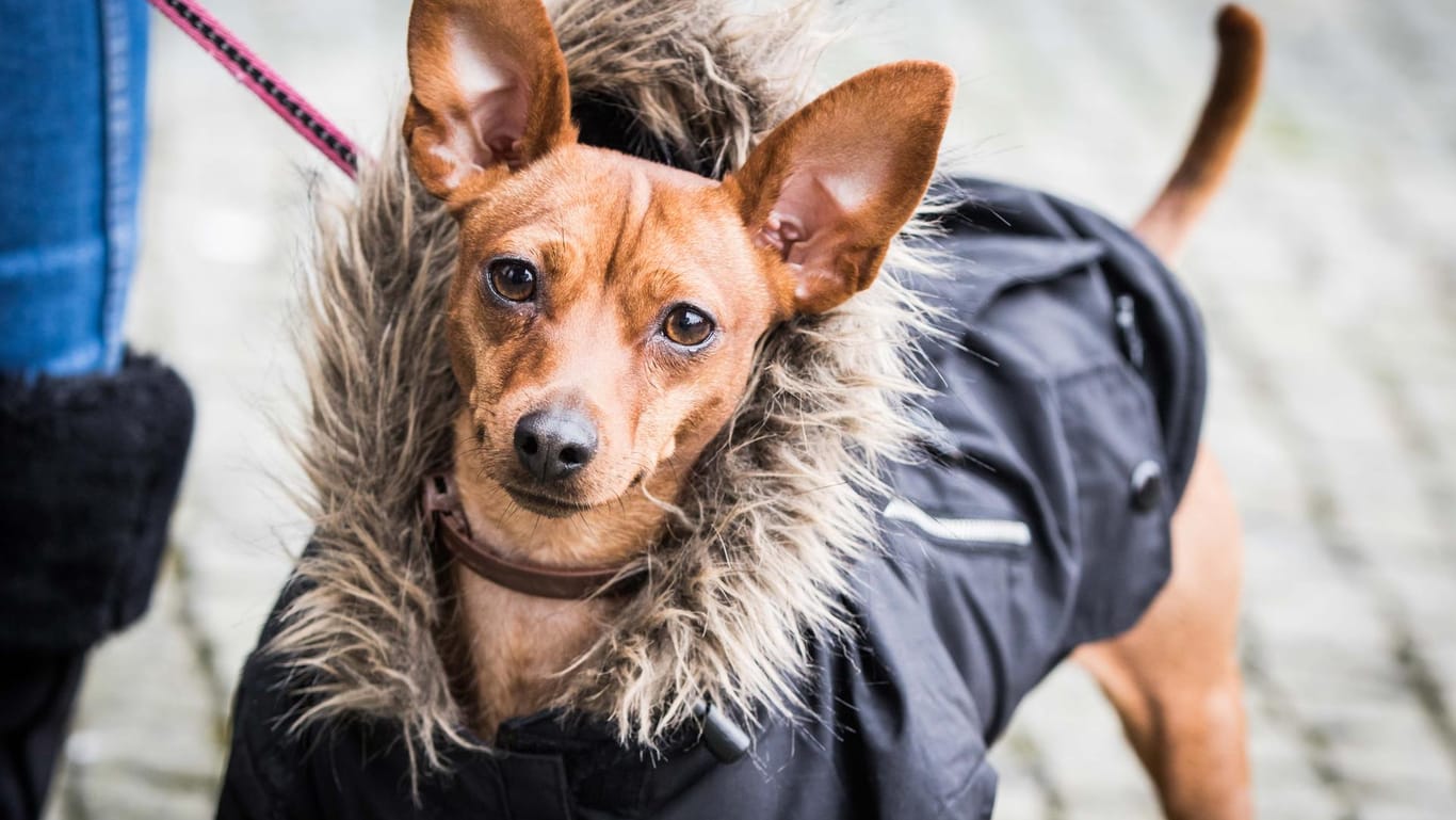 Pinscher im PelzPinscher im Pelz: Gegen die kühlen Temperaturen trägt der von Natur aus sehr kurzhaarige Hund einen Mantel mit Kunstpelzbesatz.