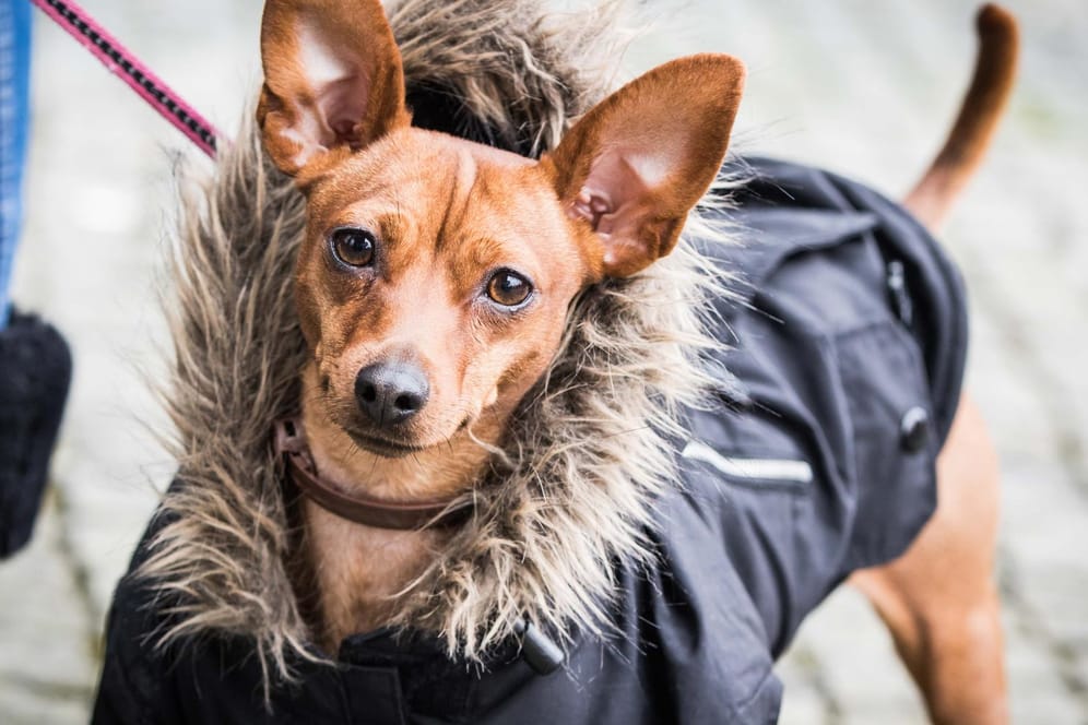 Pinscher im PelzPinscher im Pelz: Gegen die kühlen Temperaturen trägt der von Natur aus sehr kurzhaarige Hund einen Mantel mit Kunstpelzbesatz.