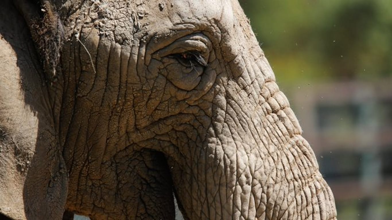 Ein Team um den Evolutionsgenetiker Michel Milinkovitch von der Universität Genf hat untersucht, wie das Faltennetzwerk afrikanischer Elefanten zustande kommt.